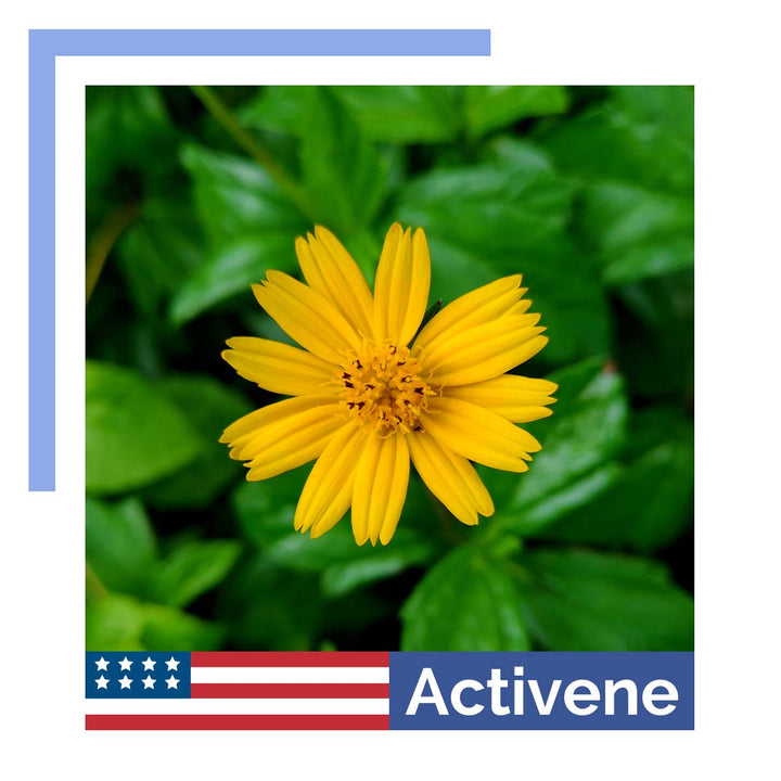 Why Activene is the Top Choice for Natural Pain Relief