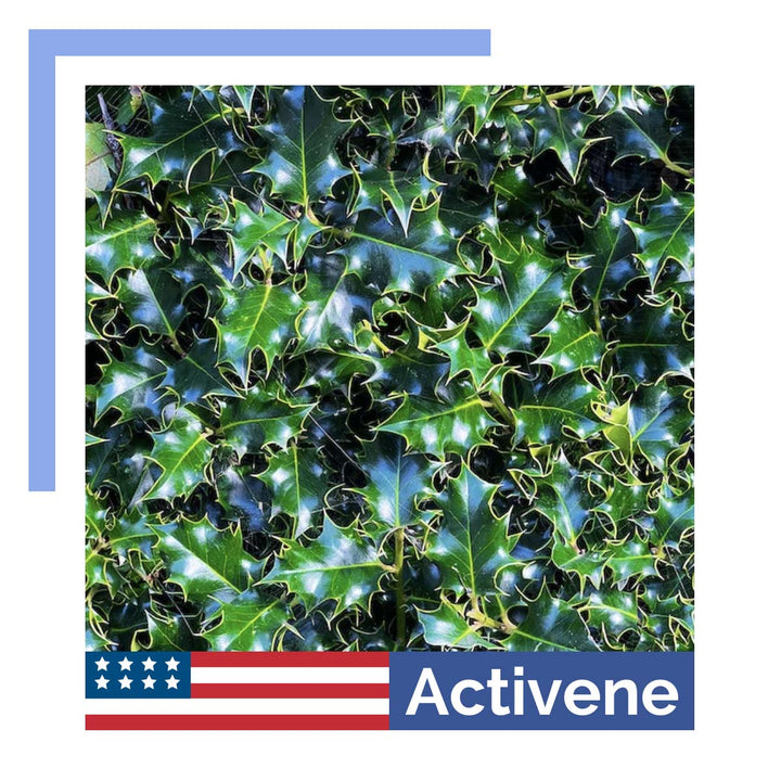 Unveiling the Benefits of Ilex in Activene Arnica Cream: A Comprehensive Guide